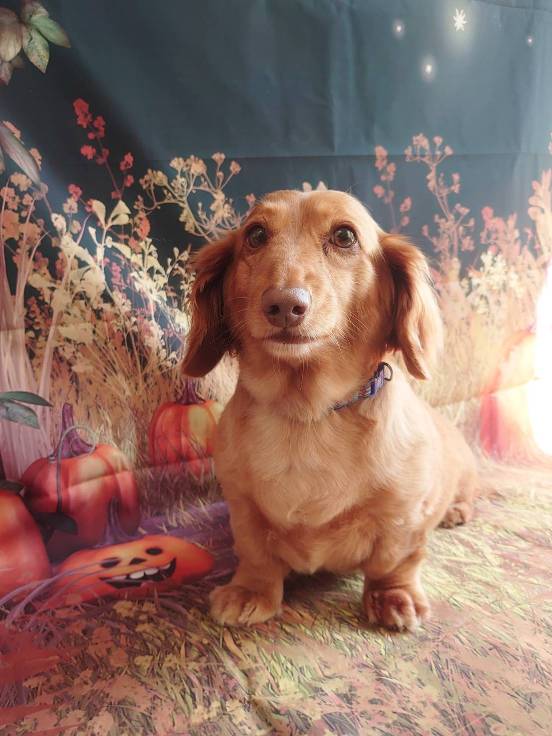 ダックスのコタローちゃん 肛門腺絞り お耳掃除