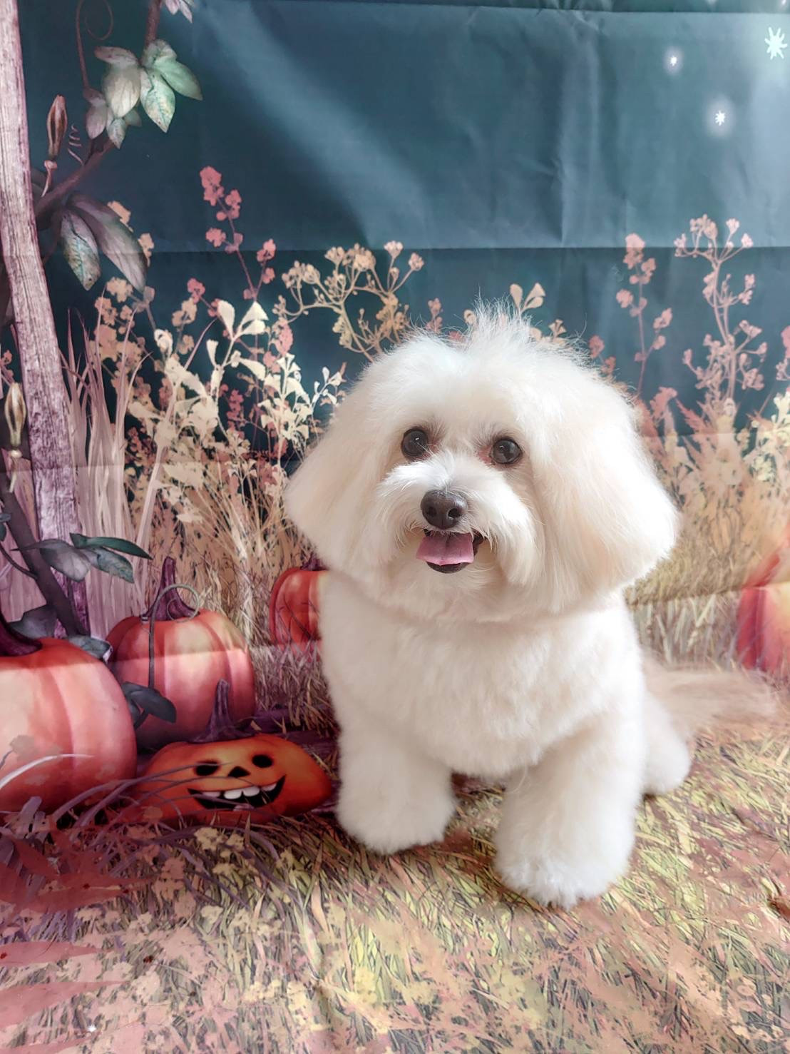 MIXのななちゃん シャンプーコース