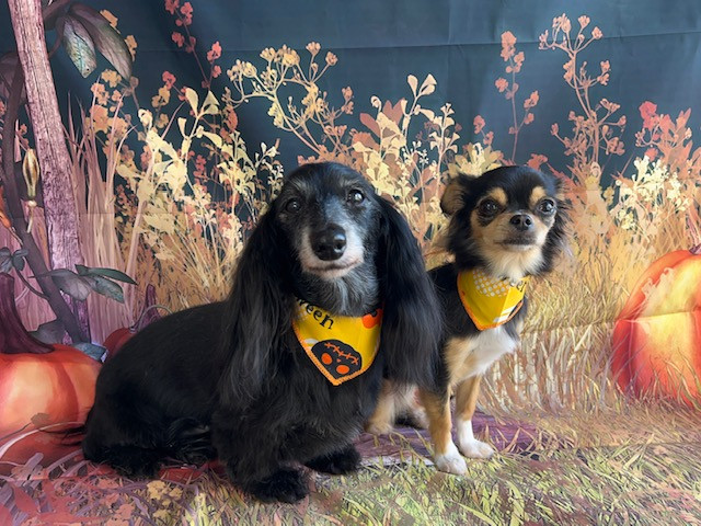 ダックスフンドチワワ クゥちゃんめるるちゃん シャンプーコース