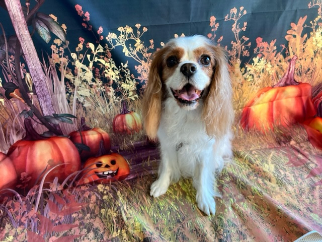 キャバリア レノンちゃん グルーミングコース