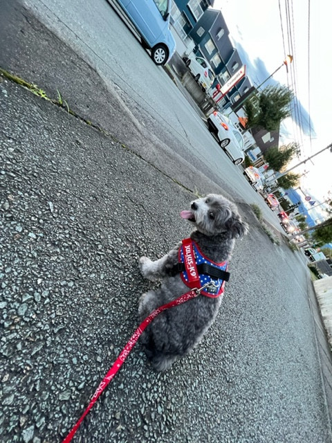 MIX ロイちゃん お泊まりの様子