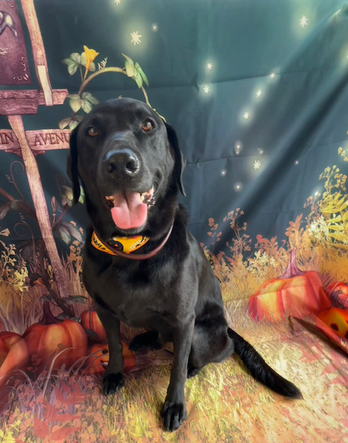 ラブラドールレトリバー アレンちゃん グルーミングコース