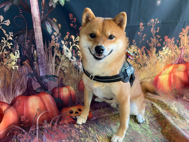 柴犬 小鉄ちゃん グルーミングコース