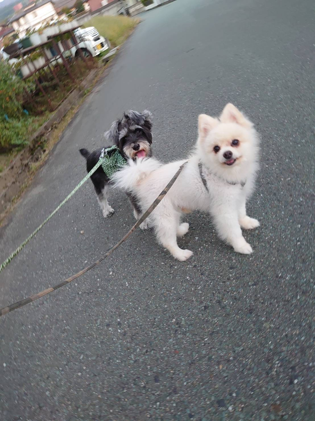 シュナウザーのモアナちゃん&ポメラニアンのもちたろうちゃん お泊まりの様子