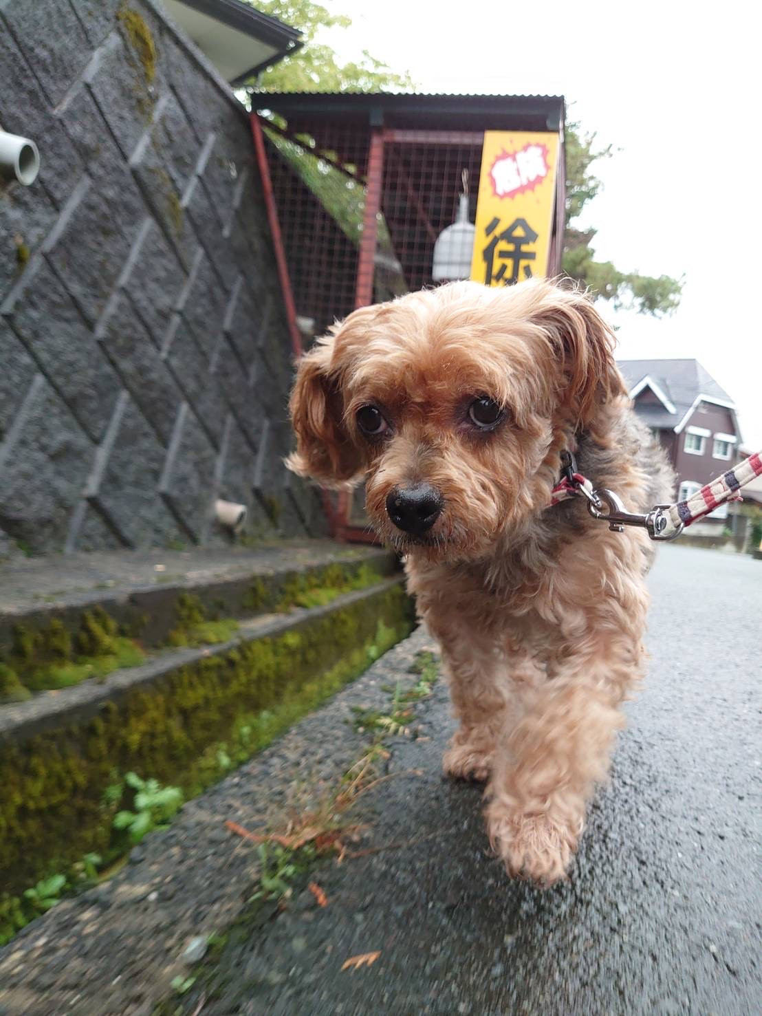 MIXの小豆ちゃん お泊まりの様子