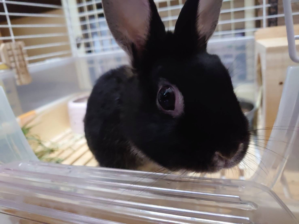 うさぎのかまぼこちゃん お泊まりの様子