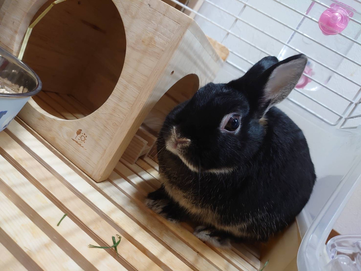 うさぎのかまぼこちゃん お泊まりの様子