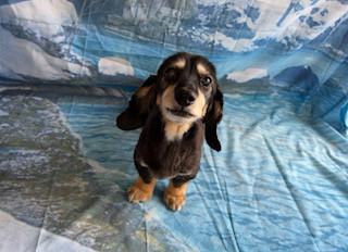 ダックスフンド クーちゃん トリミングコース