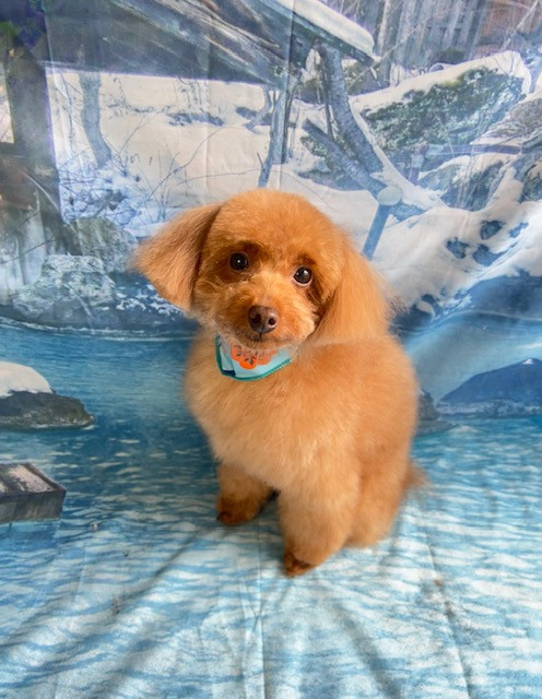 トイプードル 晴ちゃん トリミングコース