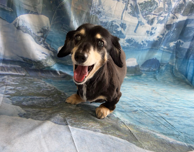 MIX ゴマオちゃん トリミングコース