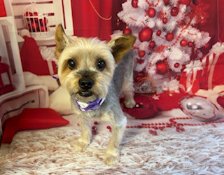 ヨーキー ミミちゃん トリミングコース