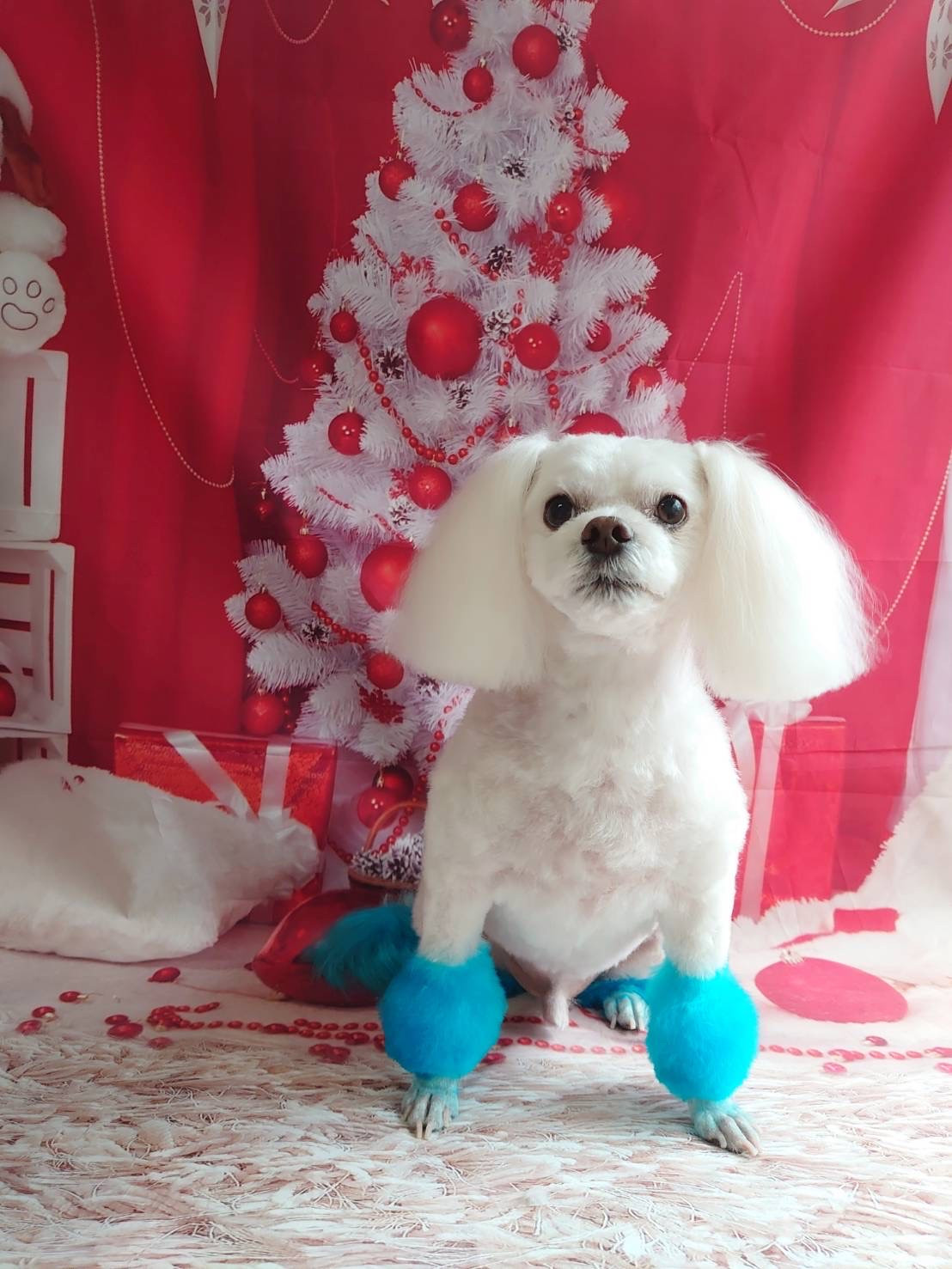 MIXのラフちゃん トリミングコース カラーリング