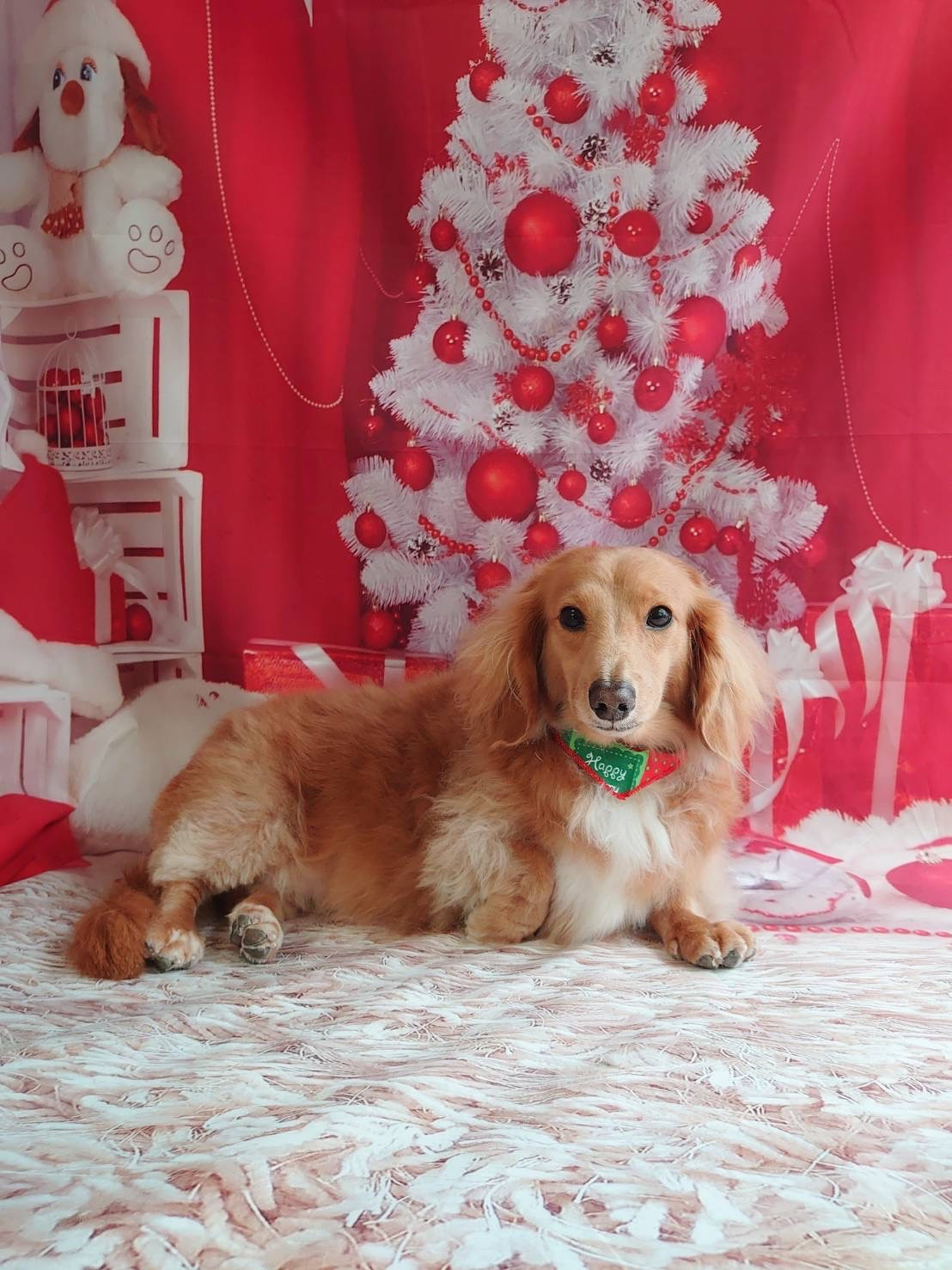 ダックスのモカちゃん グルーミングコース 部分カット デンタル