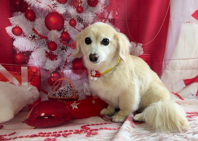 MIX アクアちゃん グルーミングコース