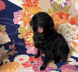 フラットコーテッドレトリバー シェリーちゃん グルーミングコース