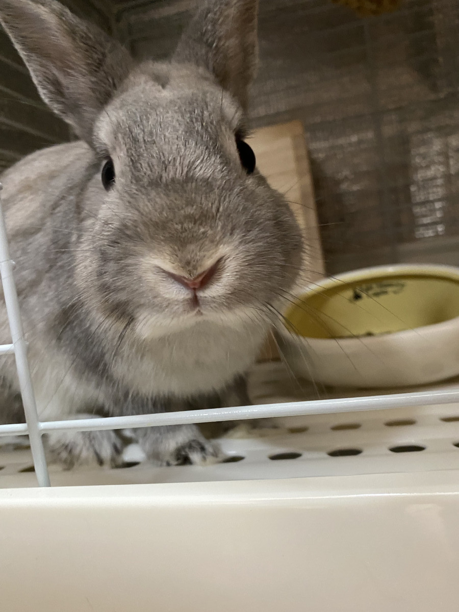うさぎのとろろちゃん お泊まりの様子