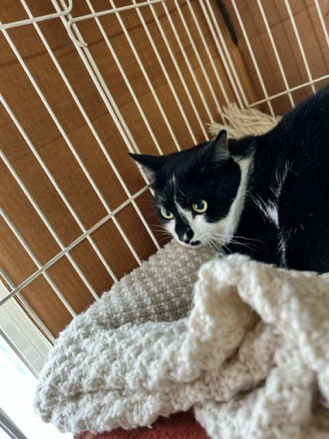 猫 あくびちゃん お泊まりの様子