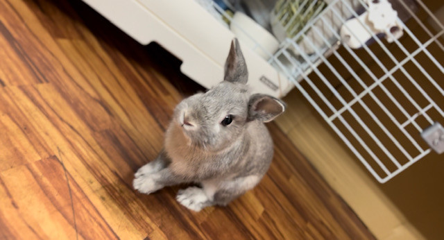 うさぎ とろろちゃん お泊まりの様子