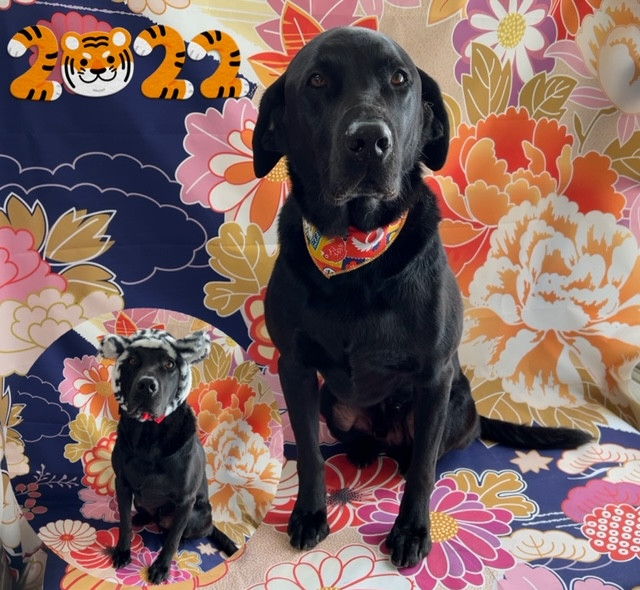 ラブラドールレトリバー アレンちゃん シャンプーコース