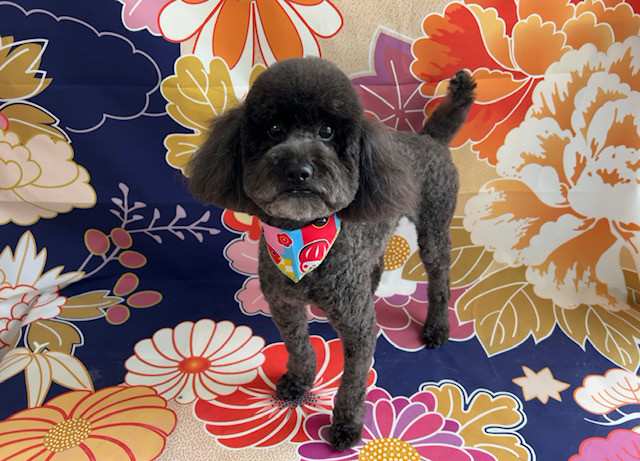 トイプードル ノアちゃん トリミングコース