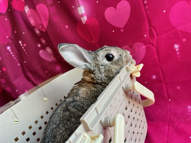 うさぎ はるちゃん お爪切り