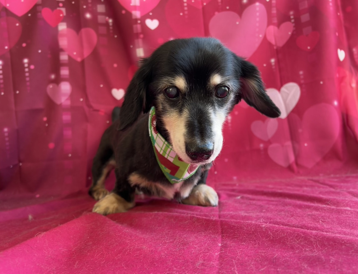 MIX ゴマオちゃん トリミングコース