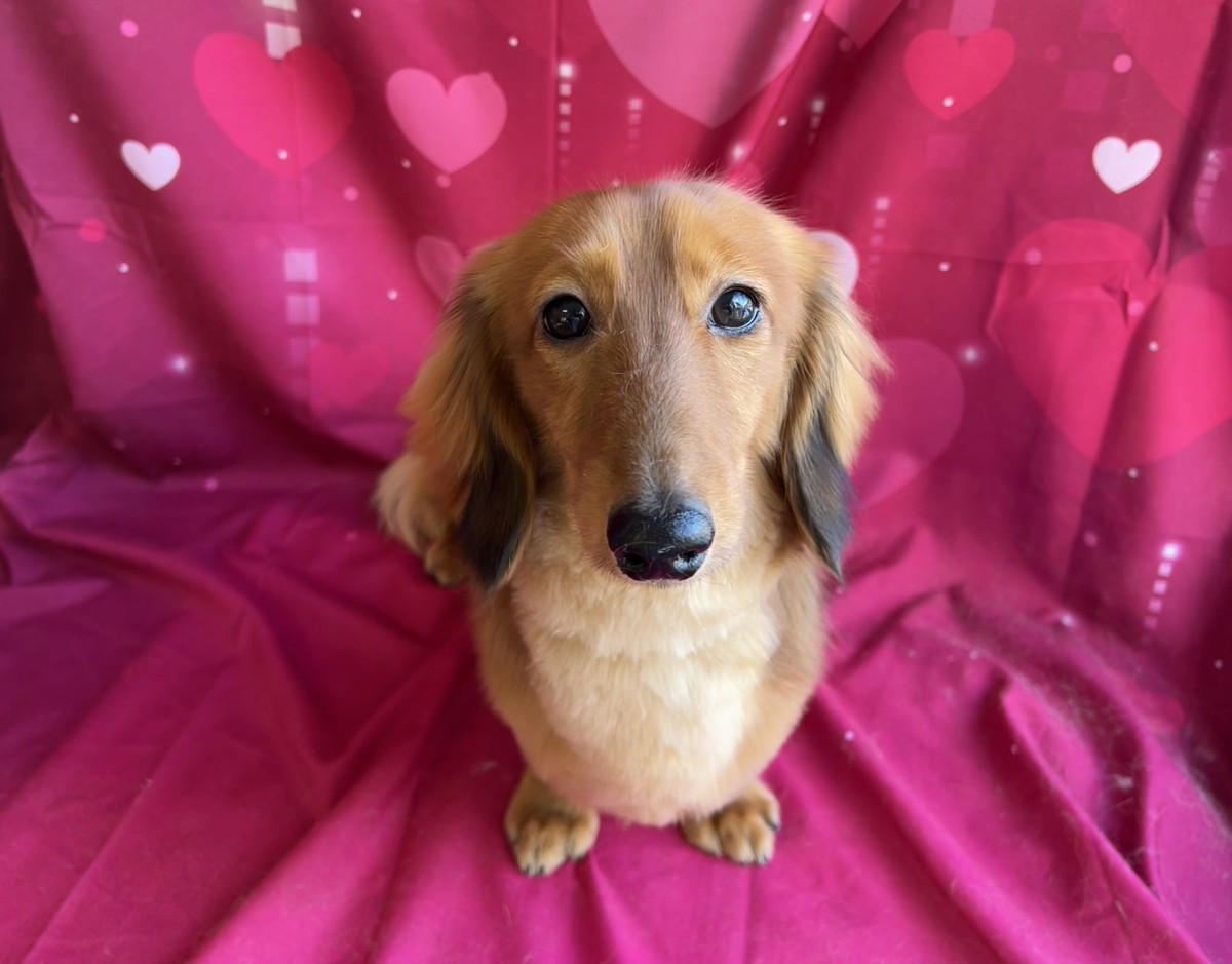 ダックスフンド ルークちゃん トリミングコース