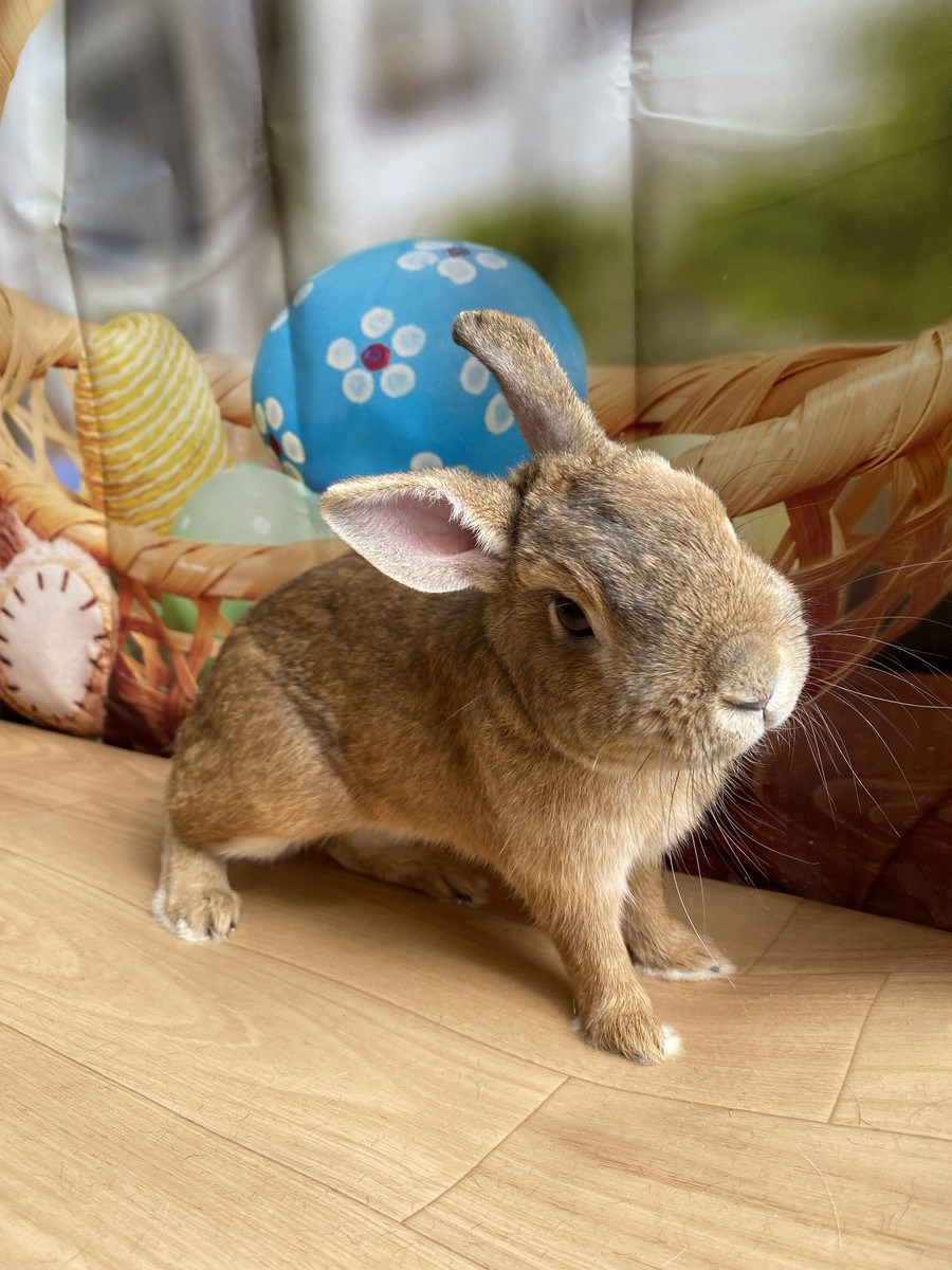 うさぎのラテちゃん お爪切り