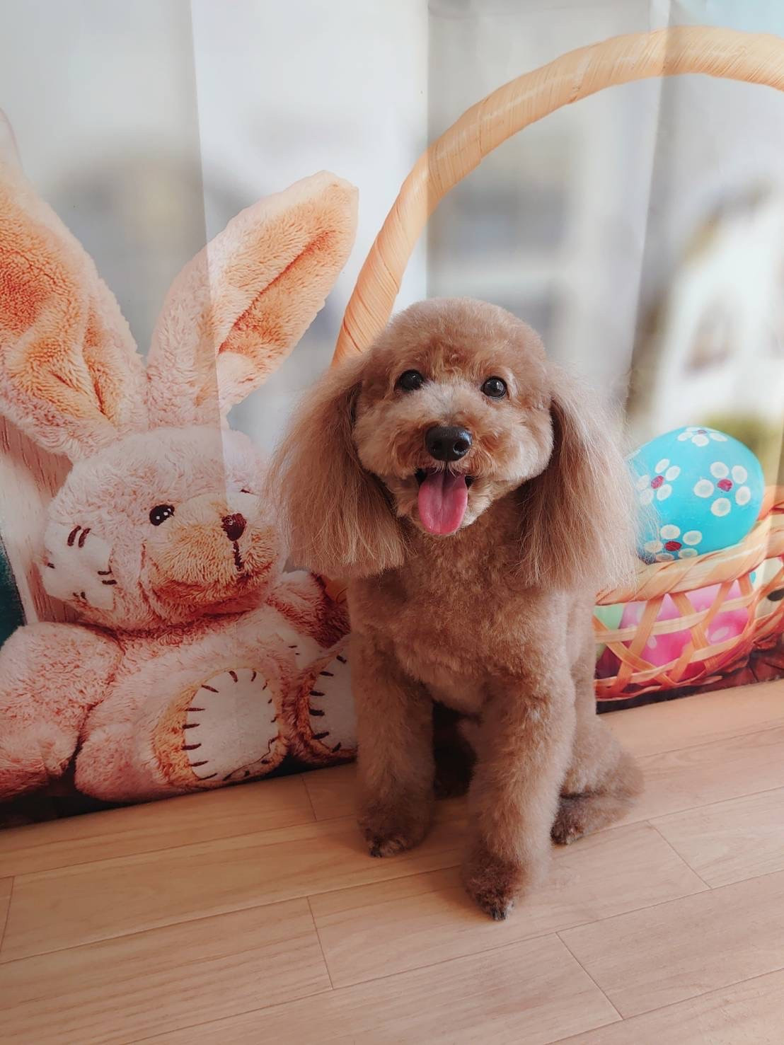 プードルのライちゃん トリミングコース