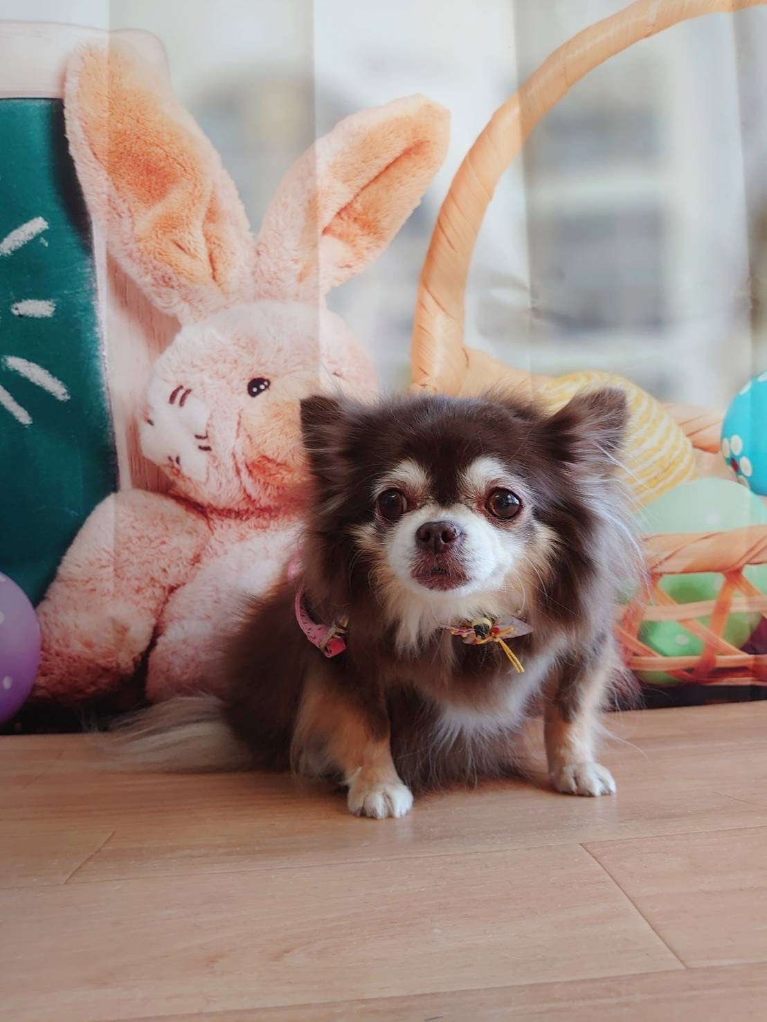 チワワのあんずちゃん グルーミングコ ース