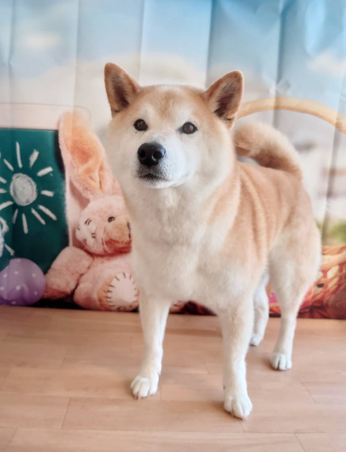 柴のりゅうちゃん グルーミングコース