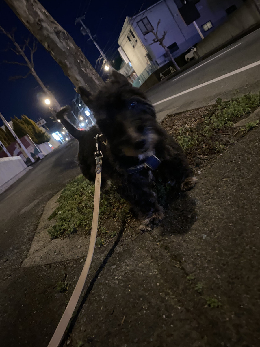 スコッチのりくちゃん お泊まりの様子
