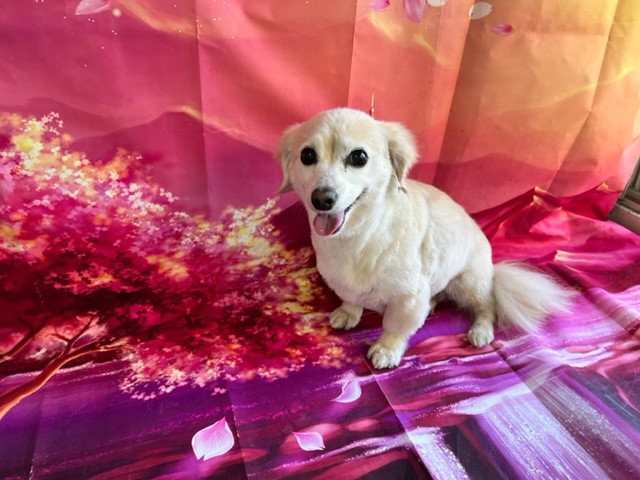 MIX アクアちゃん トリミングコース