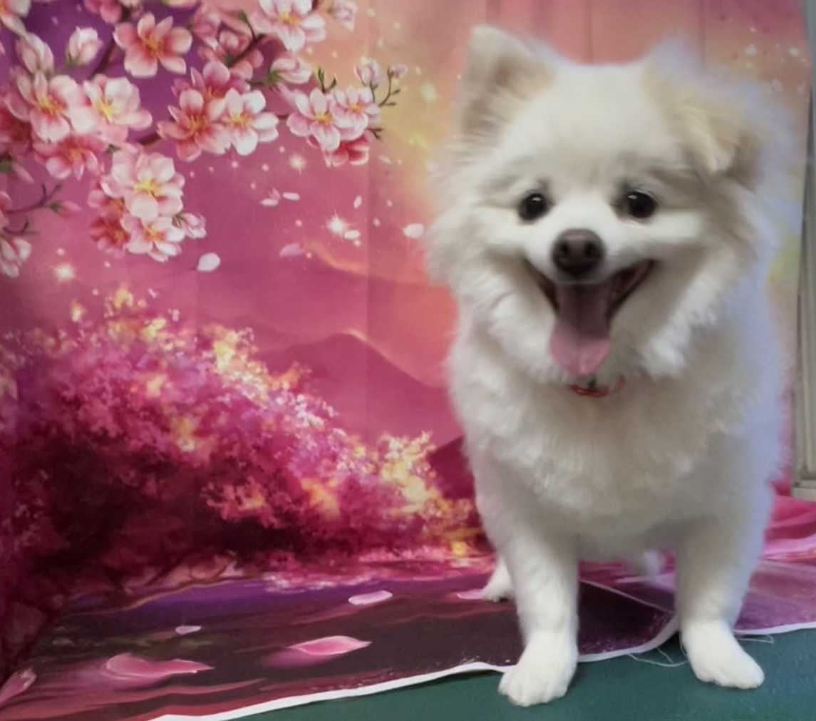 MIX ルルちゃん トリミングコース