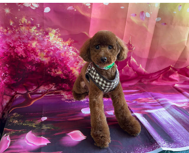 トイプードル テンちゃん トリミングコース