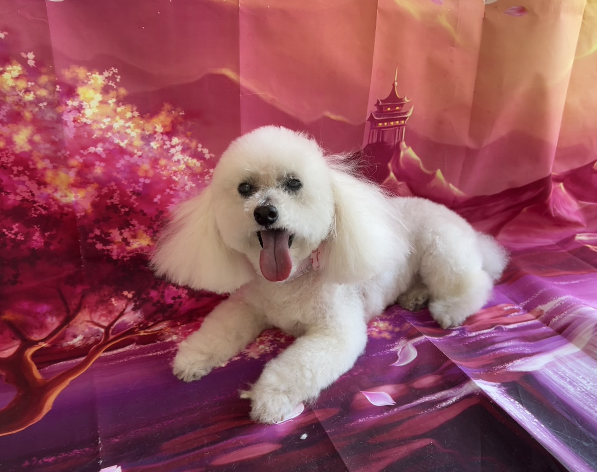 トイプードル バニラちゃん トリミングコース