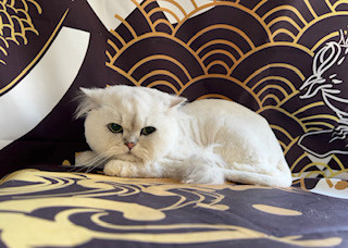 猫 ソルちゃんテンちゃん トリミングコース