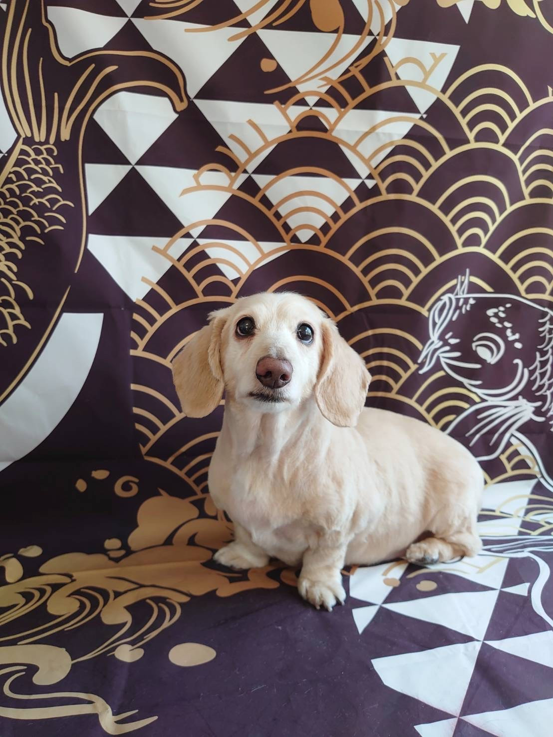 ダックスのチョコ トリミングコース