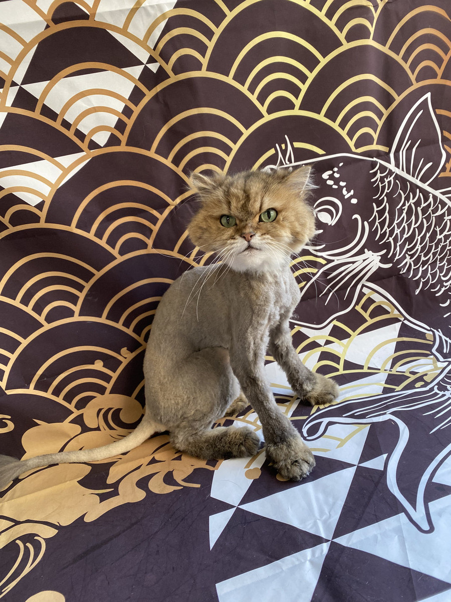 猫の小麦ちゃん トリミングコース