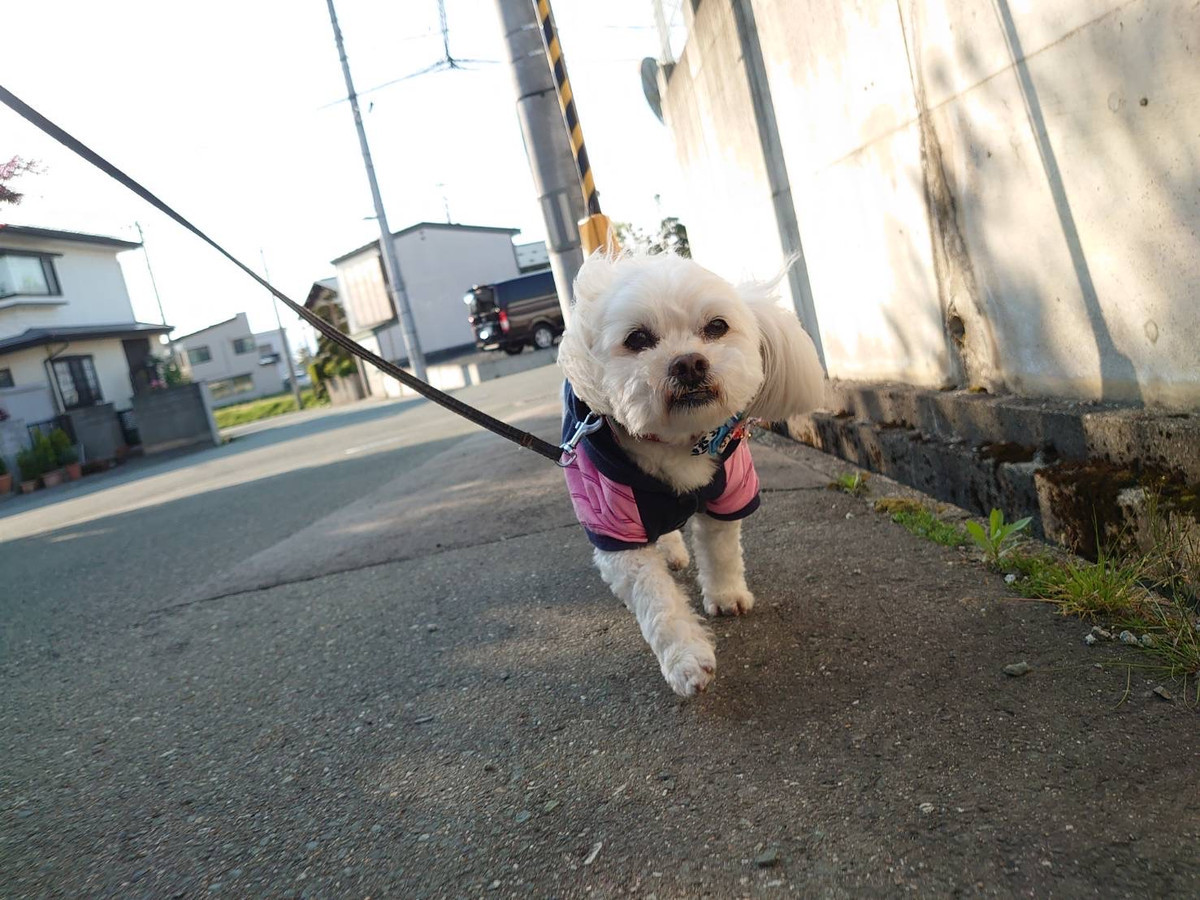 MIXのくっきーちゃん お泊まりの様子