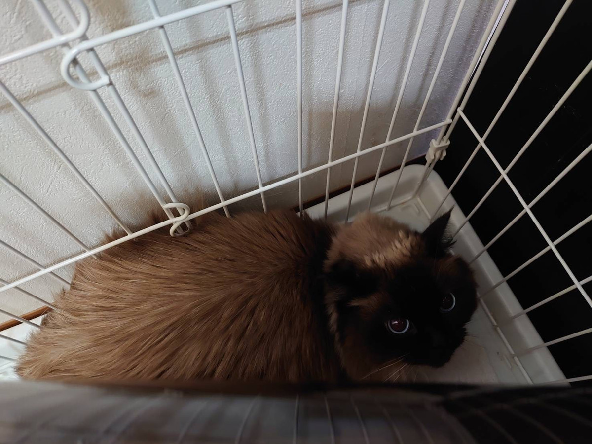 猫のマイルスちゃん お泊まりの様子