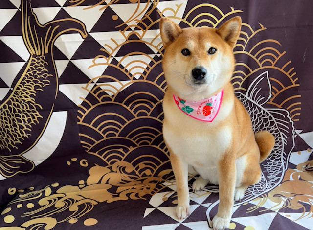 柴犬 りんちゃん トリミングコース