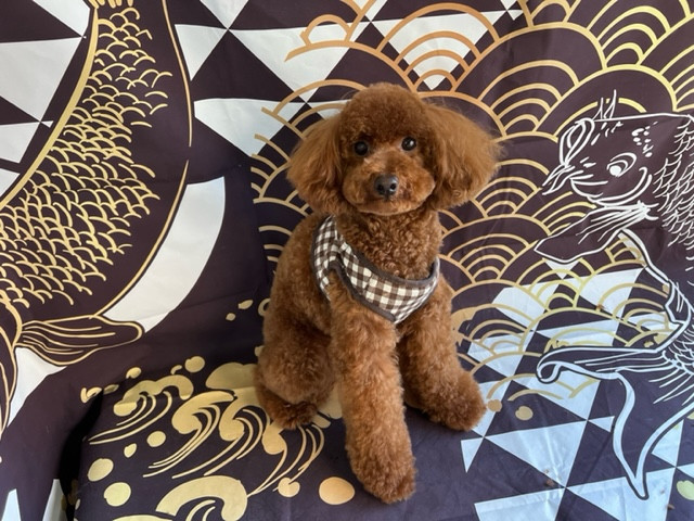 トイプードル テンちゃん シャンプーコース