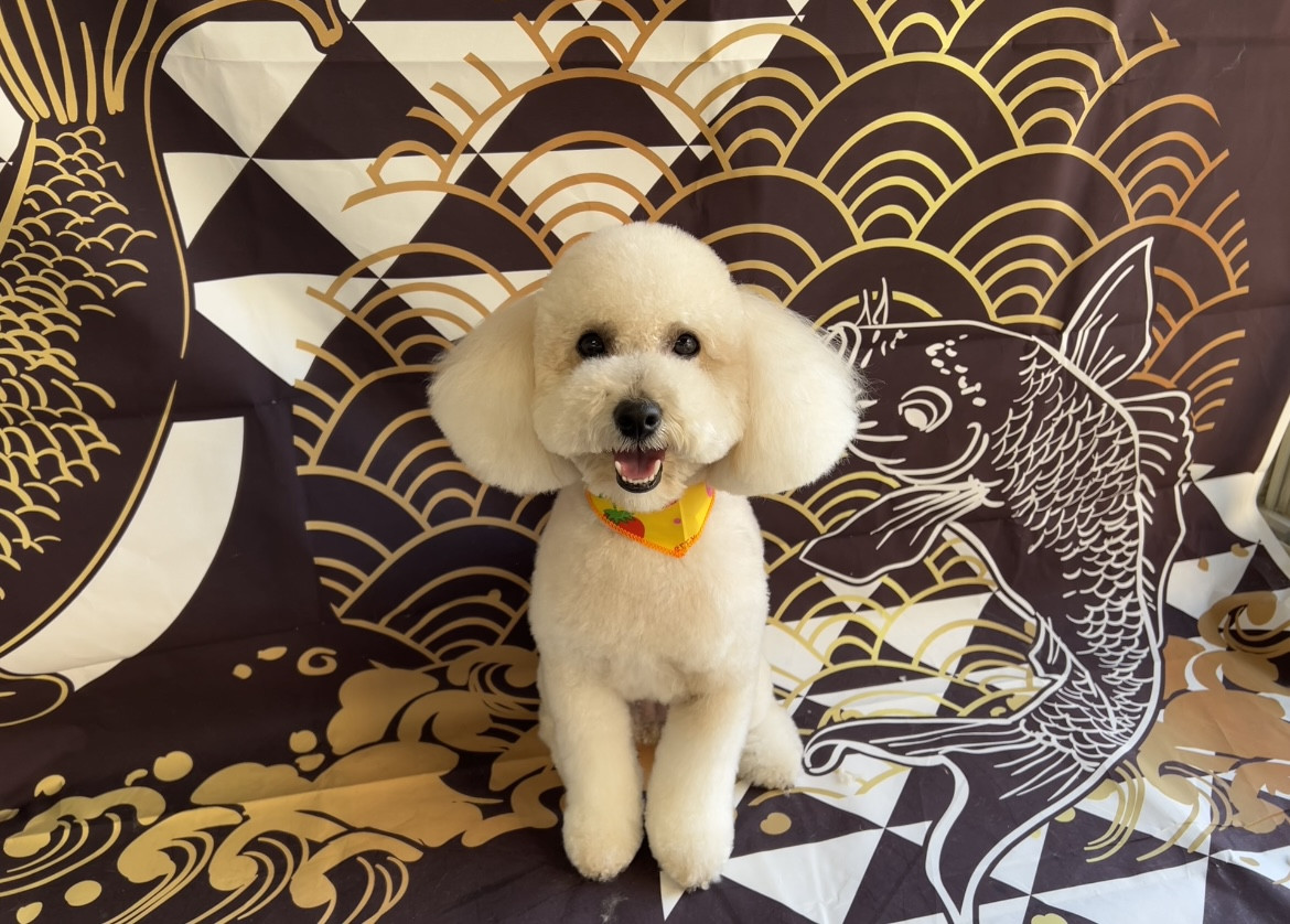 トイプードル 空ちゃん トリミングコース