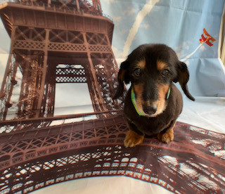 ダックスフンド  モモちゃん トリミングコース