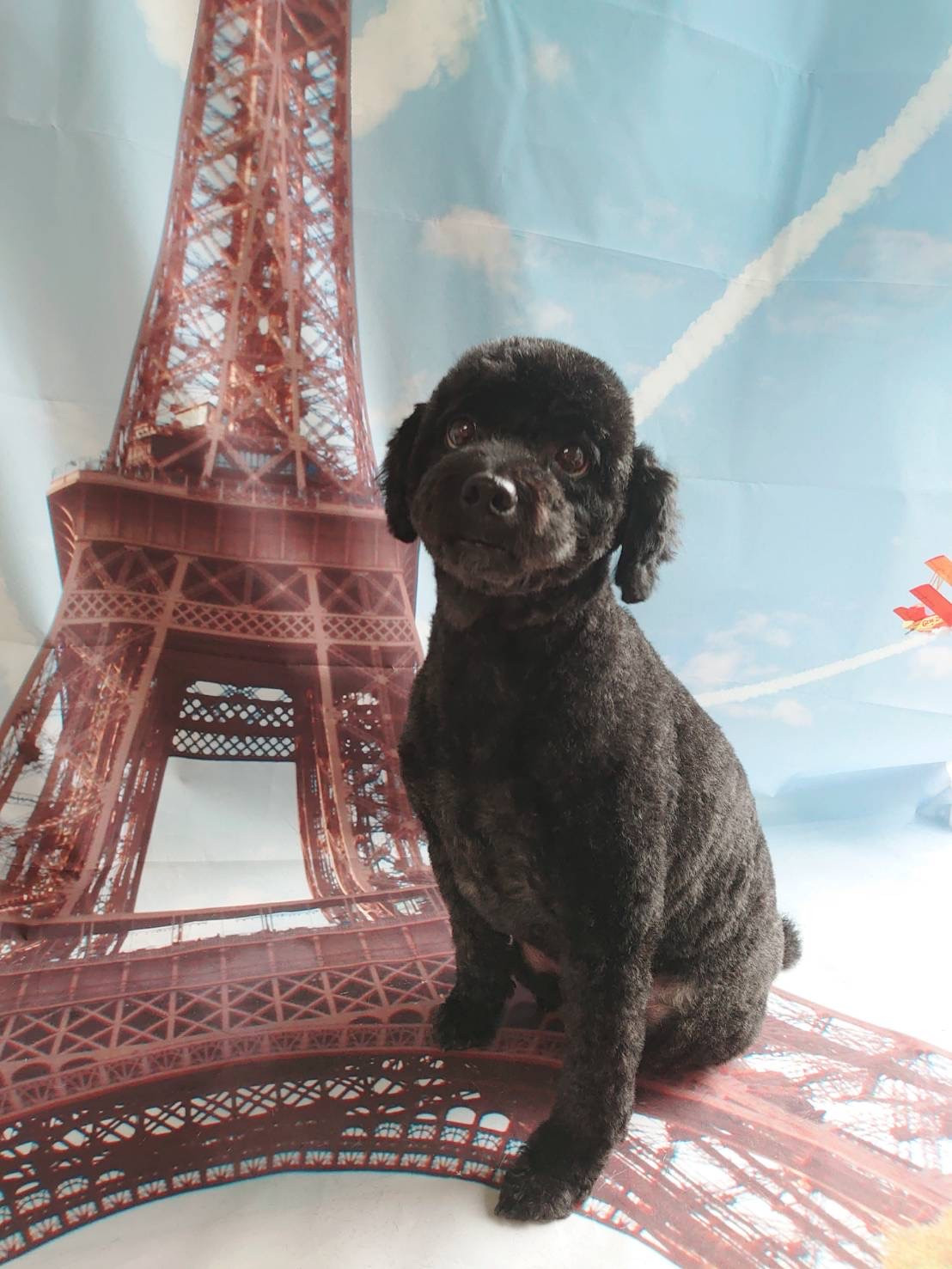 プードルのラルちゃん トリミングコース