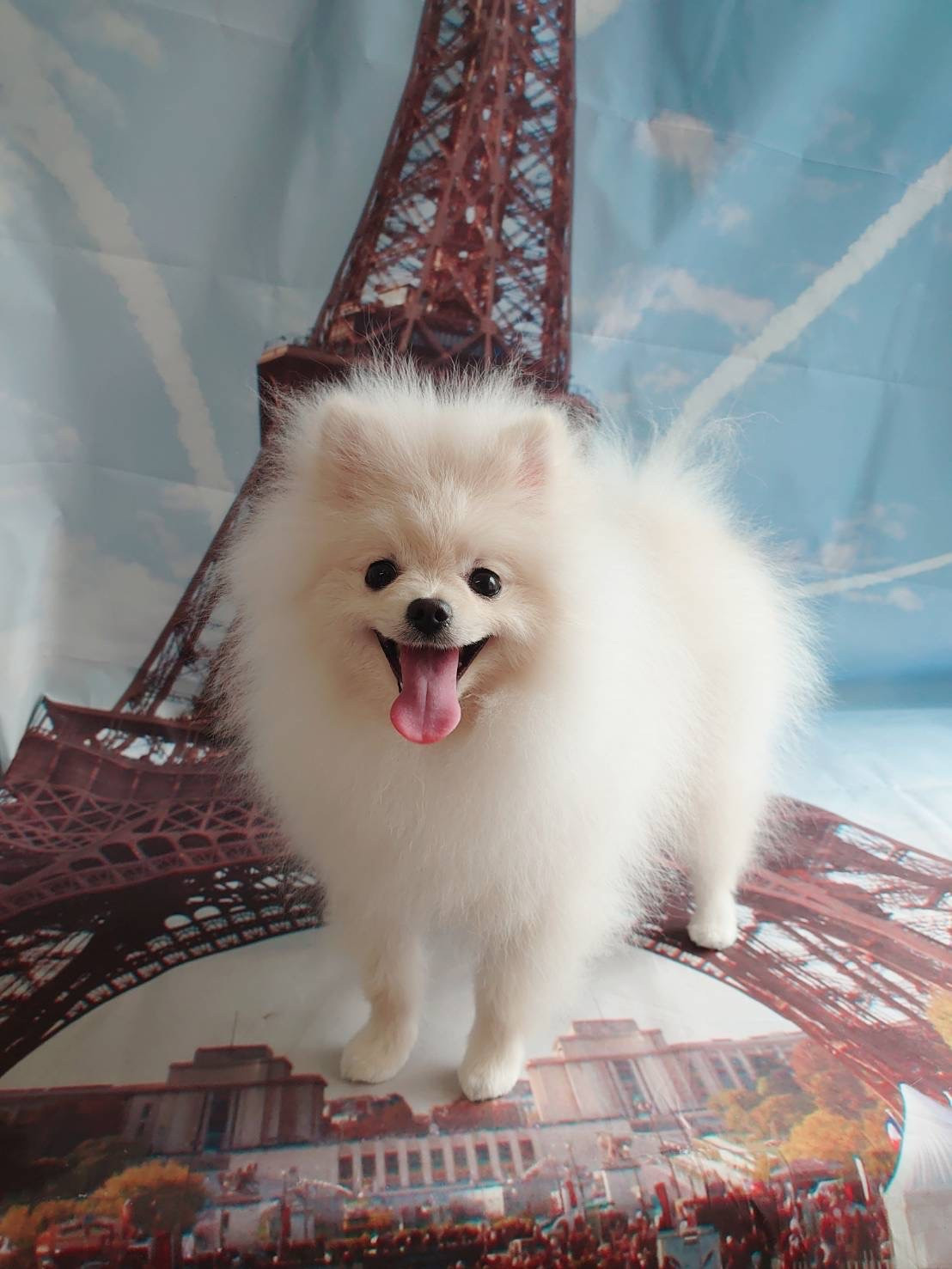 ポメラニアンのモナちゃん グルーミングコース