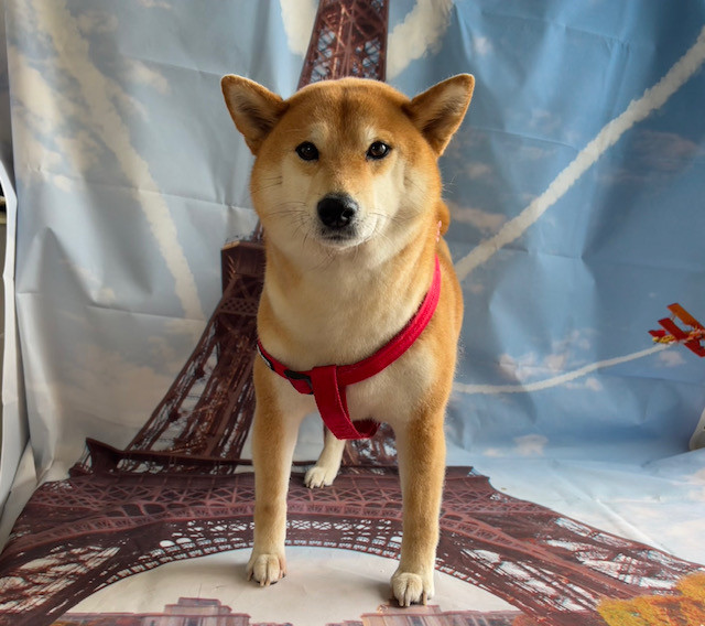 柴犬 りんちゃん トリミングコース