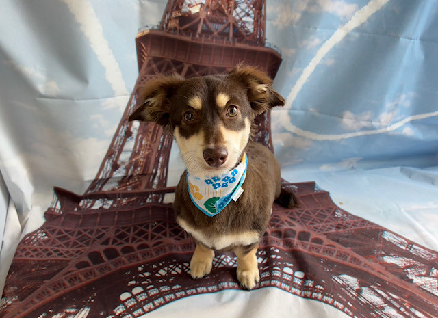 MIX かんぴょうちゃん トリミングコース