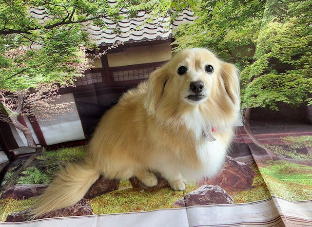 MIX ノンちゃん グルーミングコース